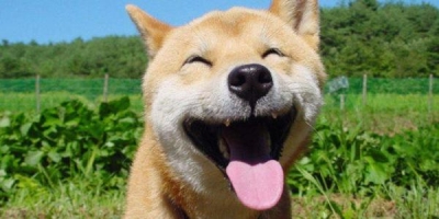 Tips para tener mascotas felices