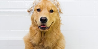 1er Sorteo de baño para tu Mascota